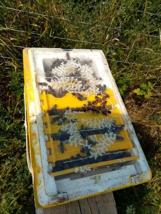 Vând mătci albine sezon 2026