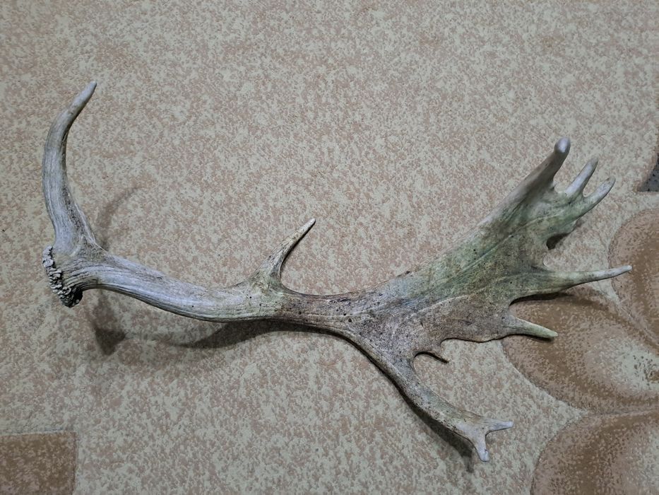 Един рог от лопатар