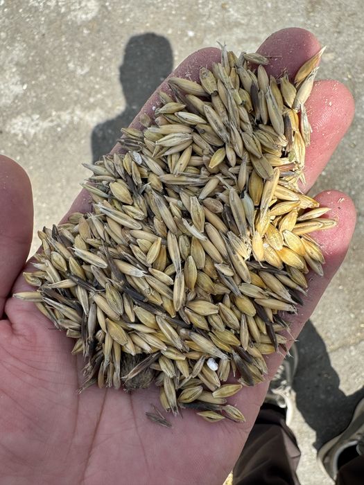 Продам зерносмесь ячмень с овсом