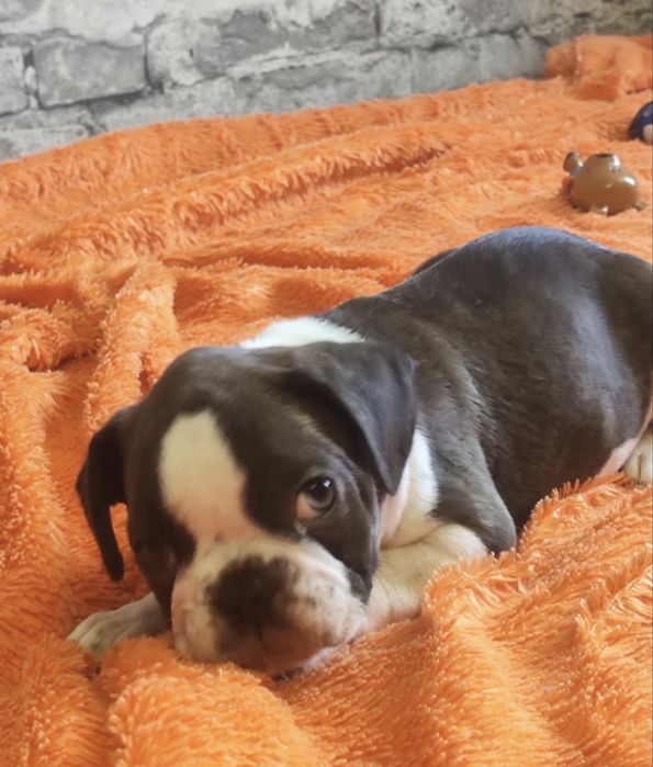 Французский бульдог