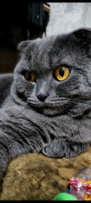 Вязка мальчик ищит девочку