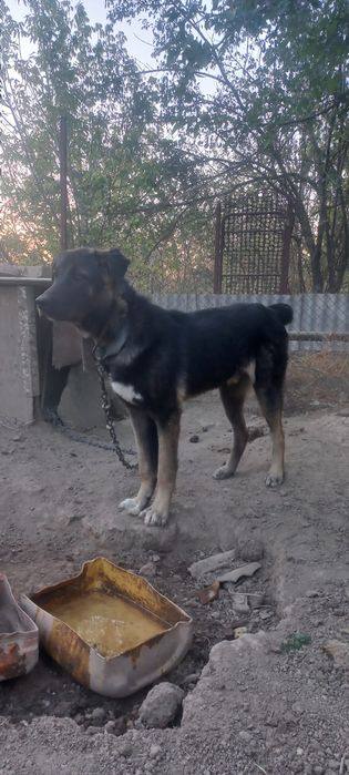 Отдам бесплатно в связи с переездом шейку ровно год