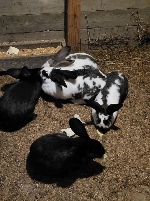 Iepuri fluture german