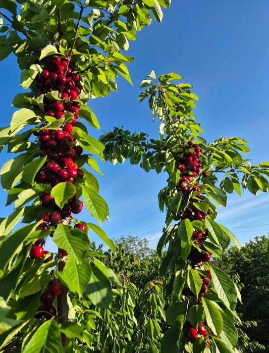 Vând cireșe dulcii