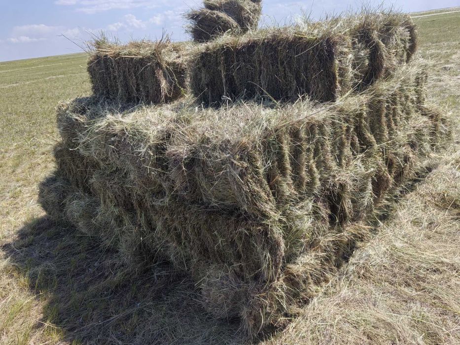 продам сено в тюках 2026 покос