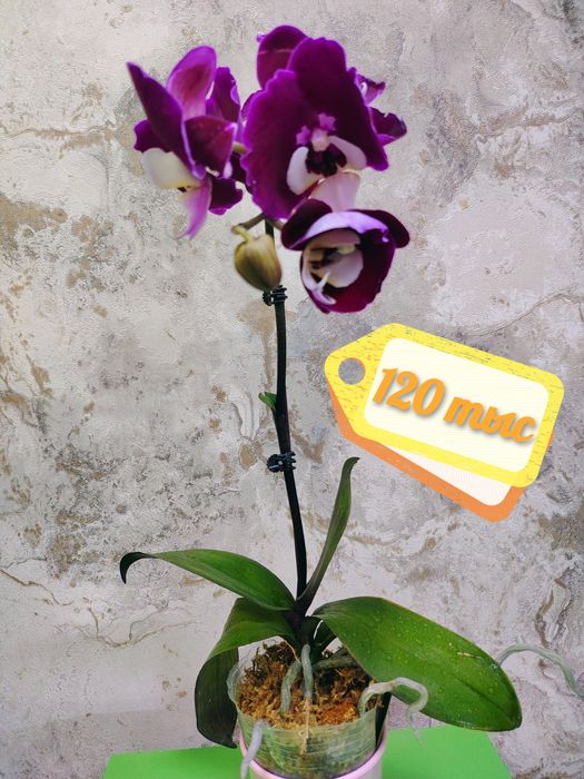 Phalaenopsis big lip