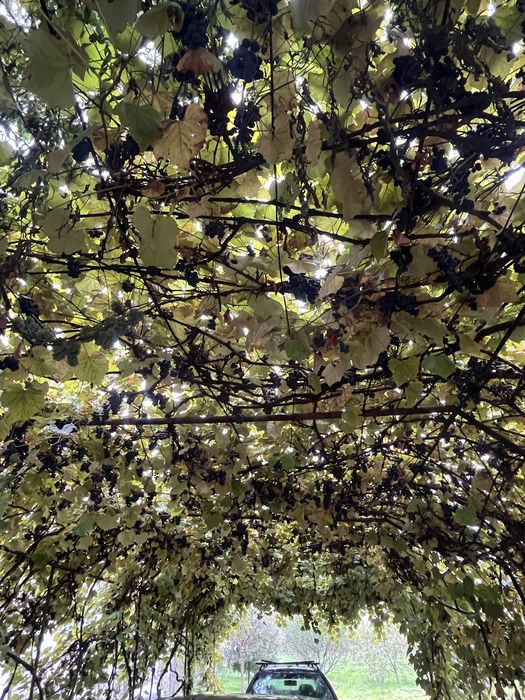 Struguri foarte aromati Izabela pentru vin rosu