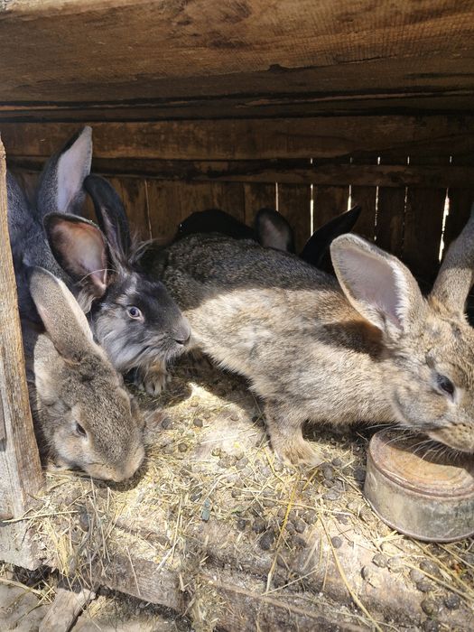 Vând iepuri  și masculi si femele