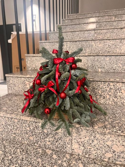 Ёлка нобилис в наличии