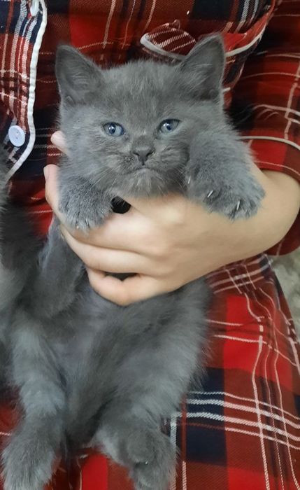 Продаются котята скоттиш страйт