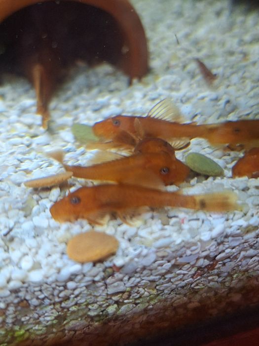 Анциструс Супер ред