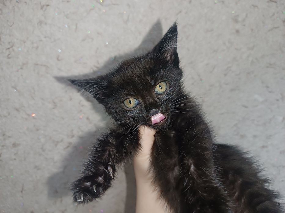 Очаровательные котята: 2 месяца — 2 мальчика и 1 девочка!

Ласковые, и