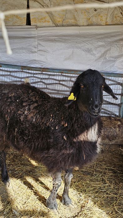 Семіз қой сатылады/ жирный баран