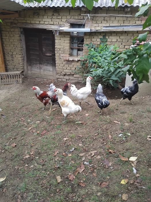 Vind cocosi araucana si ameraucana