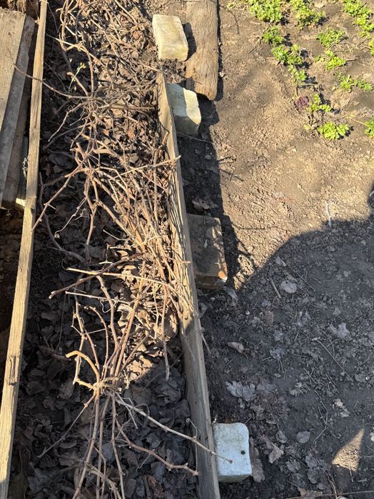 Продам саженцы винограда