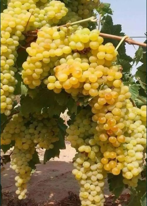 Struguri de vin 2026