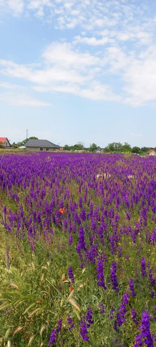 Teren intravilan vasile alexandri