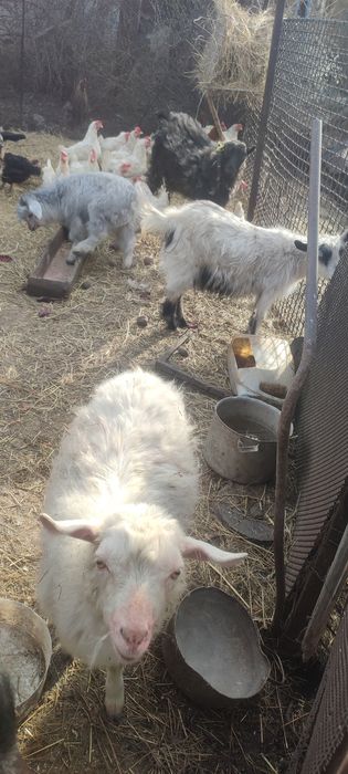 Продам коз или обменяю