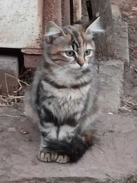 Подарявам котета