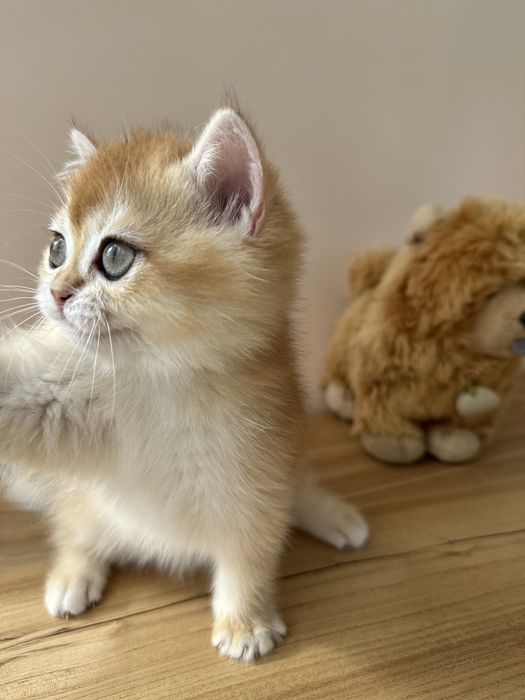 Британски котята золотые из питомника