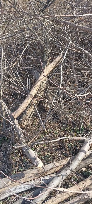 Ағаш отынға . Дрова