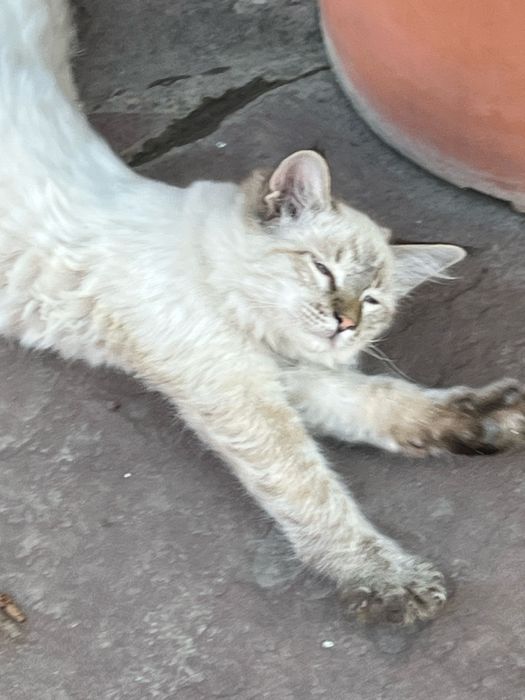 Отдам бесплатно котят