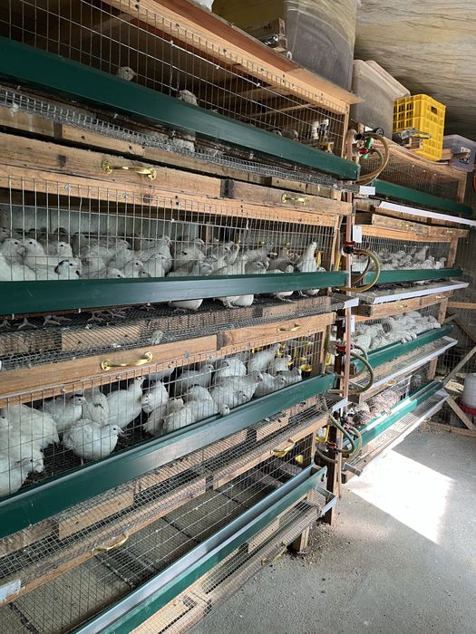 Яйца перепелки для инкубации