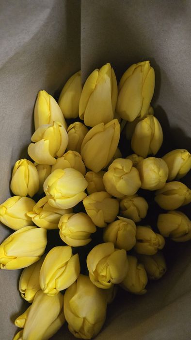 Тюльпаны ОПТОМ и розницу