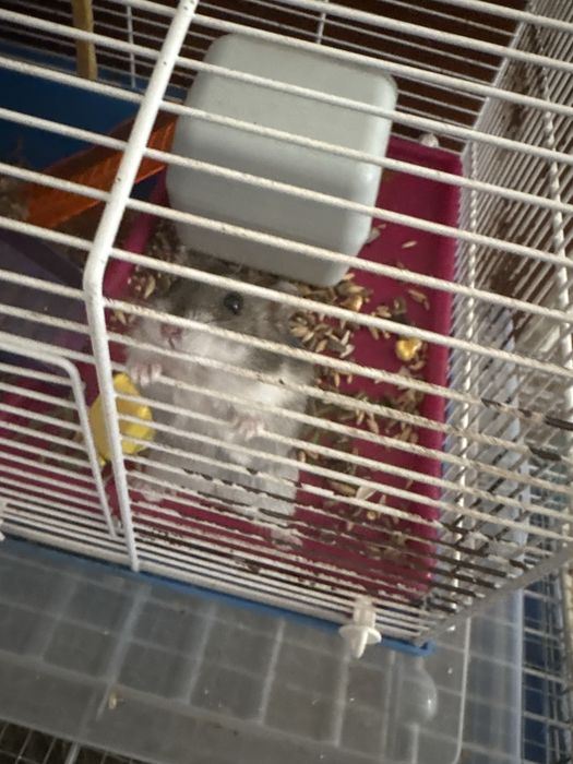 Hamsteri pitici