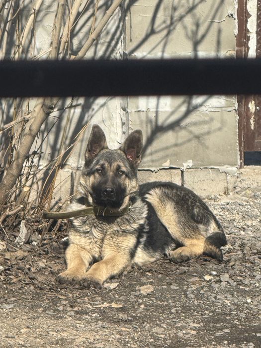 Продам восточно европейскую овчарку