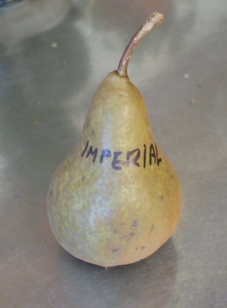 Pomi Fructiferi Străvechi Glia Strămoșească (Soiuri de PĂR)