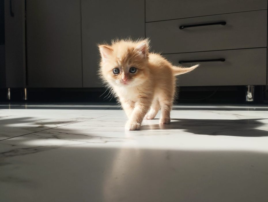 Отдам бесплатно котят