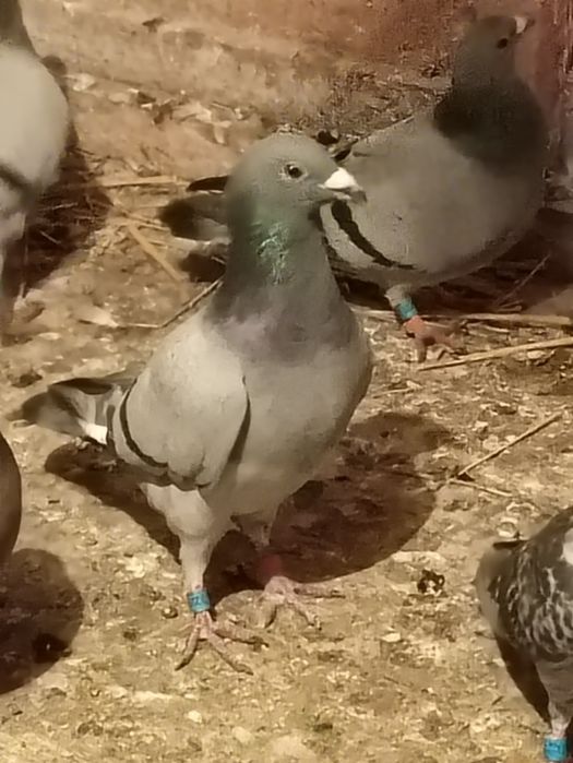 Schimb porumbei voiajori vaccinați și frumosi