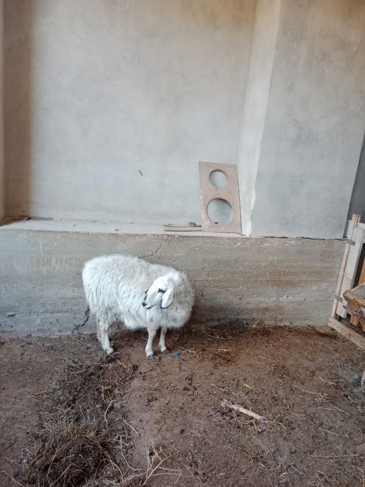 Семиз кой сатылады