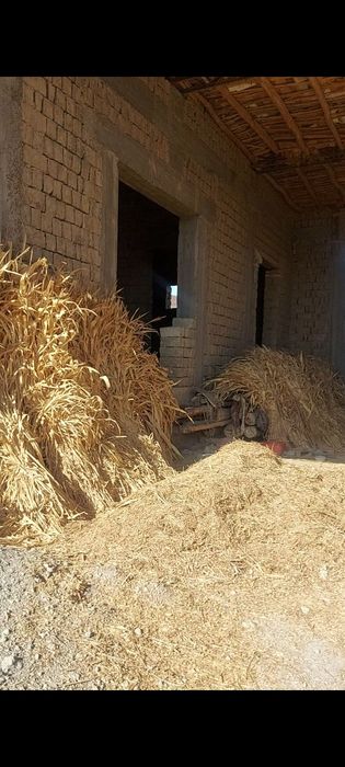 Makkai va beda sotiladi  300 boq bor narxi kelishilgan holda