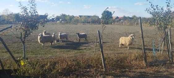 6 oi de vânzare în Dud, jud. Arad