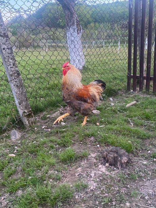 Cocoși de rasă!.