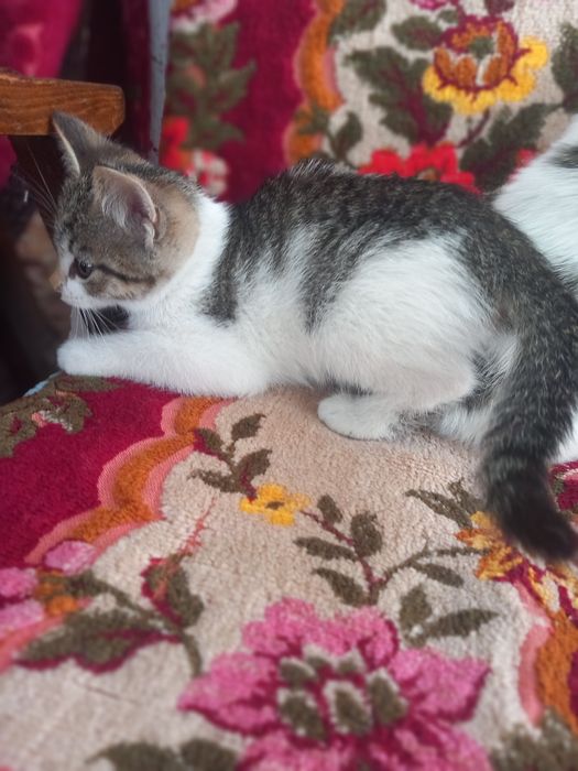 Adopție pisici (gratis)