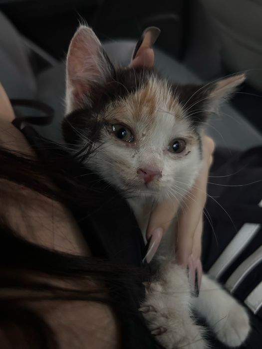 котенок девочка