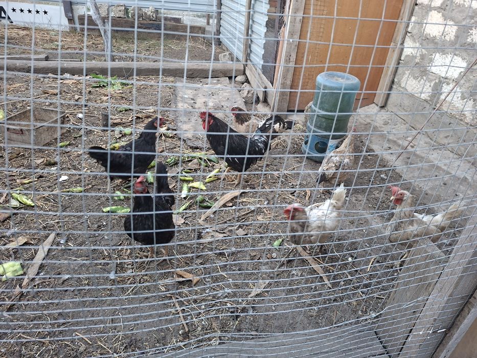 Продам петуха и кур