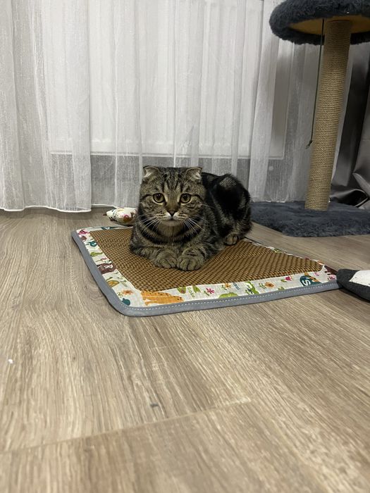 Отдам  кота породы скоттиш фолд