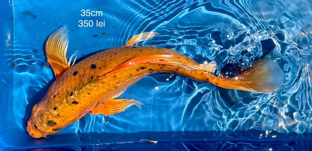 Crapi koi, sturion nisetru siberian, dimensiuni mari din iazul propriu