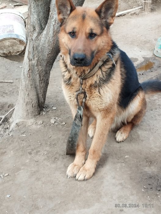 Чисти неметски апчарка