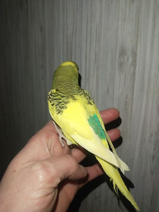 Птенцы Волнистики