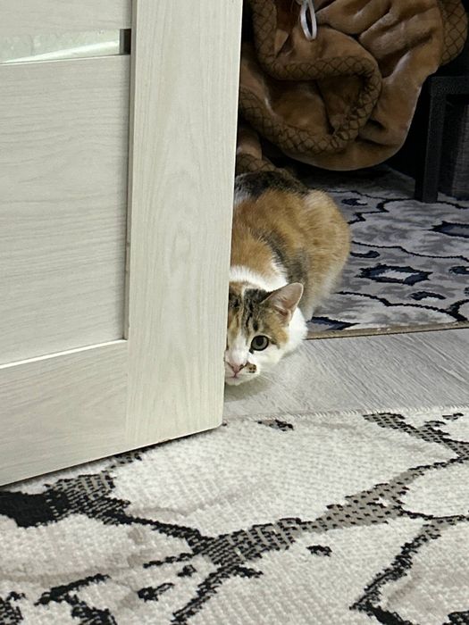 Кошка даром в добрые руки