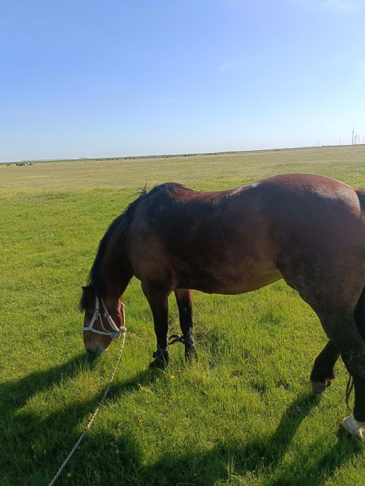 Iapă DE Vânzare  Bună