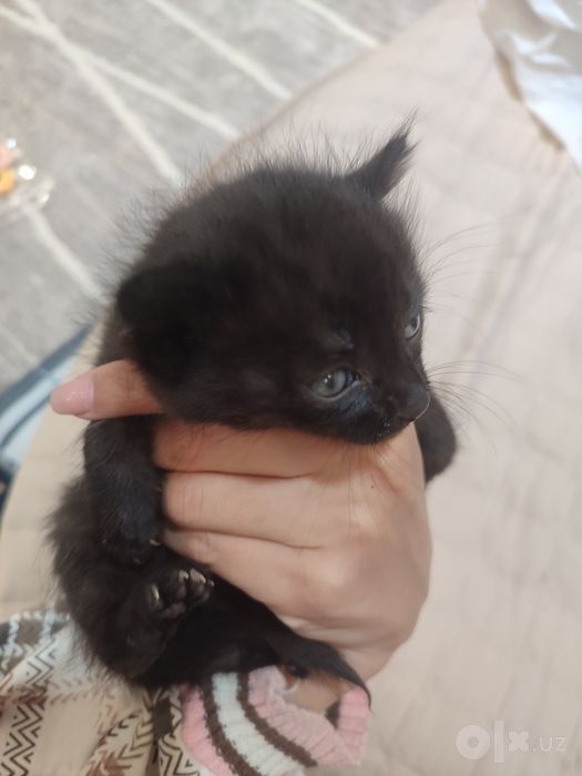котёнок маленький