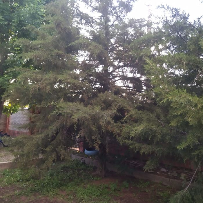 Дерево хвойное, большое