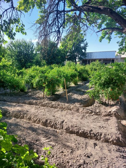 Когон тумани Сиёз поён кишлогида 26сотихли катта ховли сотилади