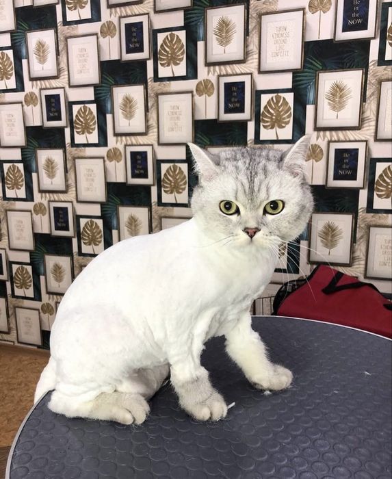 Груминг животных